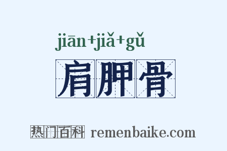 肩胛骨是什么意思的图片